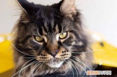 缅因猫换毛毛色会变浅吗 缅因猫3个月大开始换毛