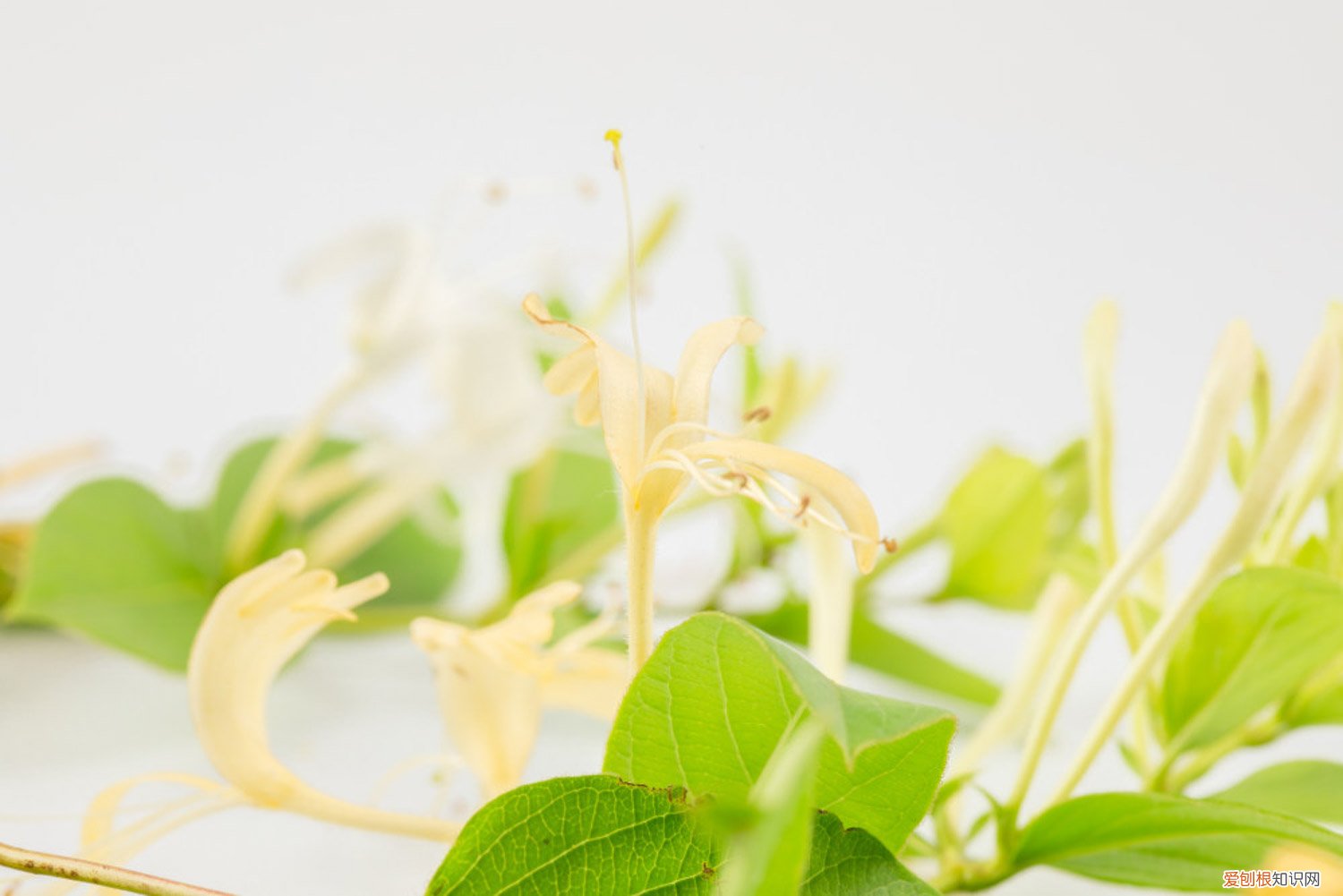 金银花盆栽用多深的盆 盆栽金银花的种植方法，用多大的盆