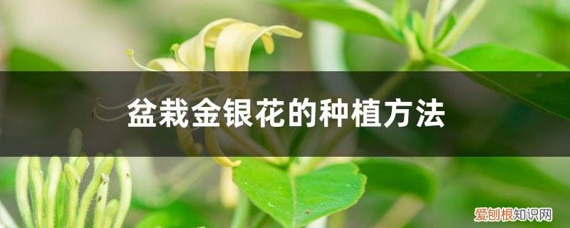 金银花盆栽用多深的盆 盆栽金银花的种植方法，用多大的盆