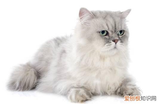 猫为什么会吃活鸡 猫为什么吃小鸡