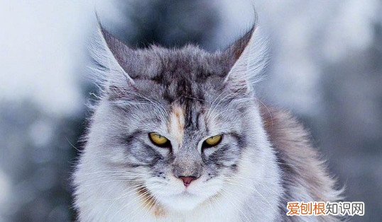 缅因猫长大后大概多少斤 缅因猫长大