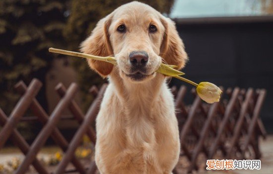 纯种金毛特征 纯种金毛特征爪子