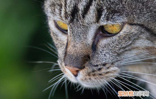 流浪猫为什么绕着腿转 想留下它的气味