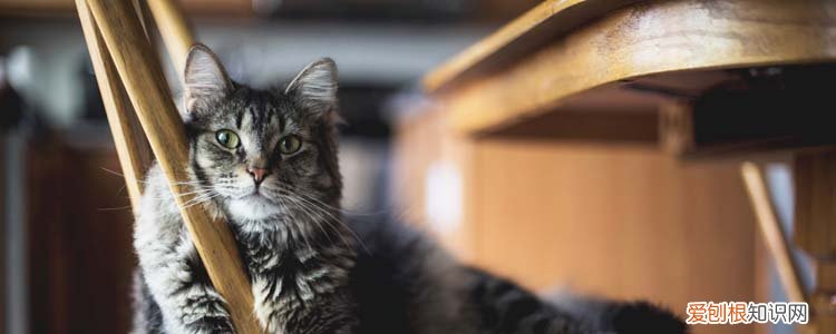 野猫为什么没有应激反应 野猫见多识广