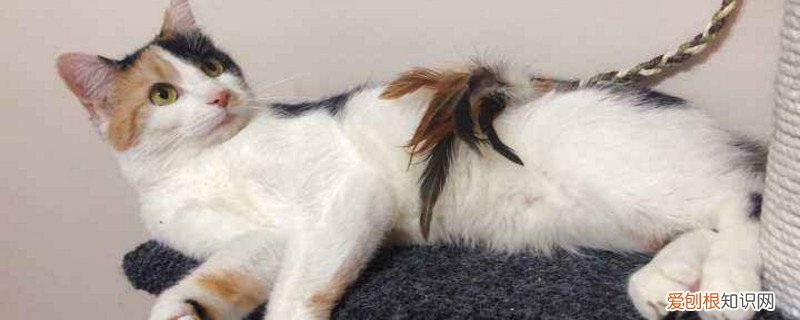 土猫为什么那么难养 原因有三点