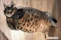 狸花猫长胖先胖脖子吗 狸花猫长胖