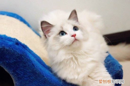 布偶掉毛不厉害怎么办 布偶掉毛不厉害