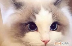 纠正布偶猫咬人怎么办 纠正布偶猫咬人