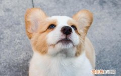 是不是所有的狗都携带狂犬病毒 所有狗都携带狂犬病毒吗