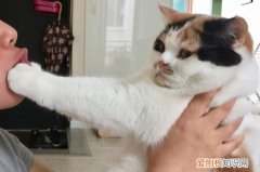 猫为什么喜欢闻主人的嘴巴 猫为什么要闻人的嘴