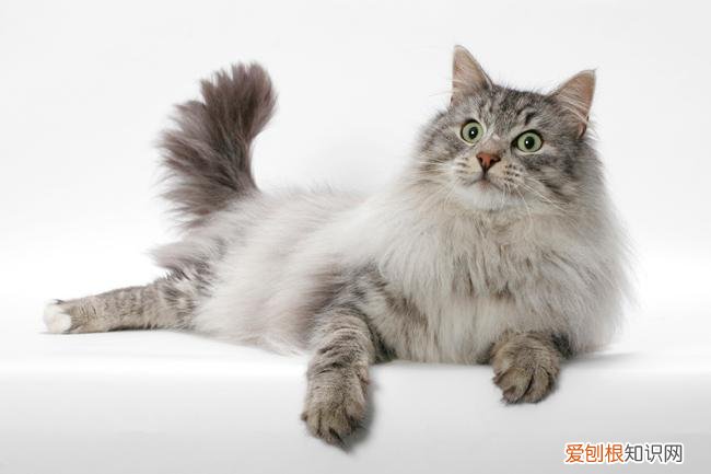 买七八个月的猫坏处 七八个月大的猫好养吗