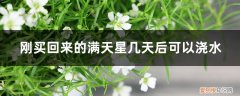 满天星幼苗怎么浇水 刚买回来的满天星几天后可以浇水，小苗怎么养