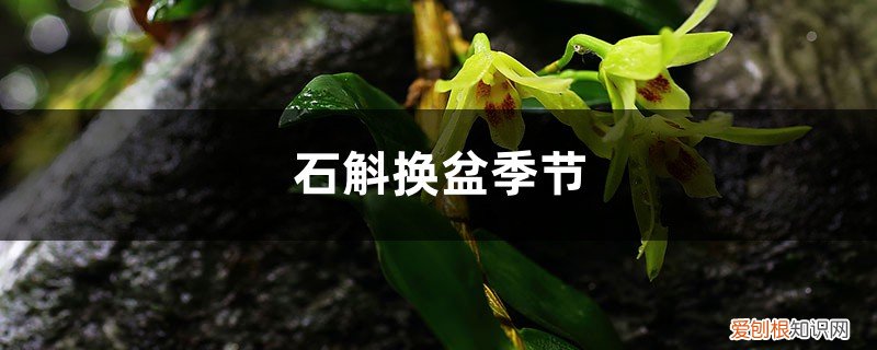 石斛换盆季节,换盆可以加底肥吗视频 石斛换盆季节，换盆可以加底肥吗