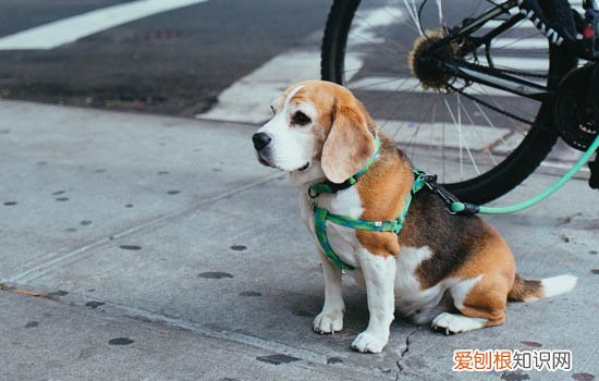 幼犬一直拉稀怎么回事 幼犬一直拉稀怎么办