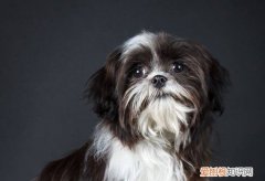 西施犬为什么叫西施犬 西施犬的名字来由