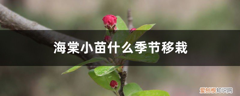 刚刚移栽的海棠要注意哪些 海棠小苗什么季节移栽，不带土移栽能活吗