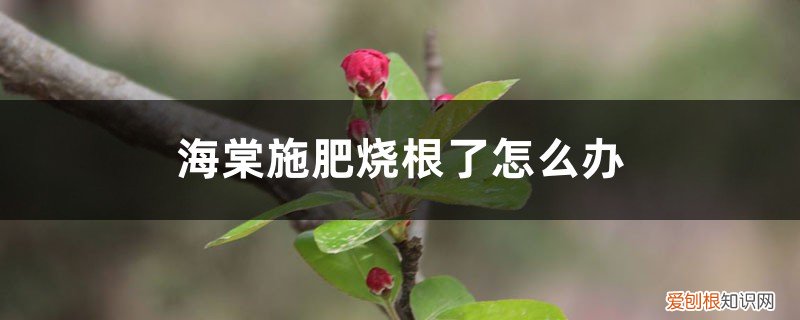 海棠施肥烧根了怎么办,如何修剪叶子 海棠施肥烧根了怎么办，如何修剪