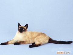 猫咪尾巴为什么会出油 猫咪尾巴出油的原因