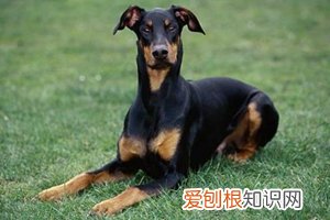 杜宾犬能打过德牧吗 杜宾犬能不能打过德牧