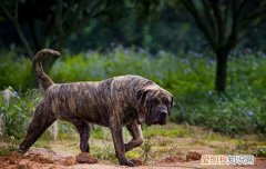 加纳利犬与比特犬哪个厉害 加纳利犬怎么区分普加和道加