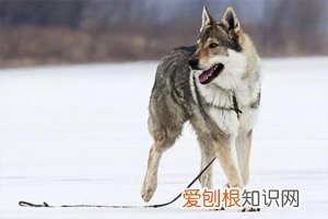 中国哪些城市禁养捷克狼犬 捷克狼犬在中国哪些地方禁养