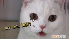 猫为什么跟狗一样吐舌头哈气 猫为什么会像狗一样总吐舌头喘气