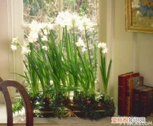 喜欢阳光的室内植物 哪些植物在室内易养活