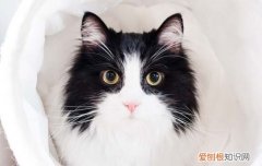 猫咪最近老是流眼泪怎么回事 猫咪爱流眼泪怎么回事,猫咪一直流眼泪怎么回事