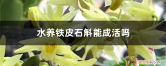 请问铁皮石斛怎么养? 水养铁皮石斛能成活吗，如何水养铁皮石斛