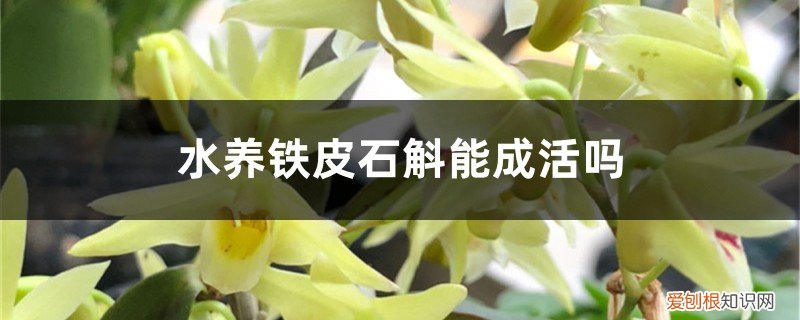 请问铁皮石斛怎么养? 水养铁皮石斛能成活吗，如何水养铁皮石斛