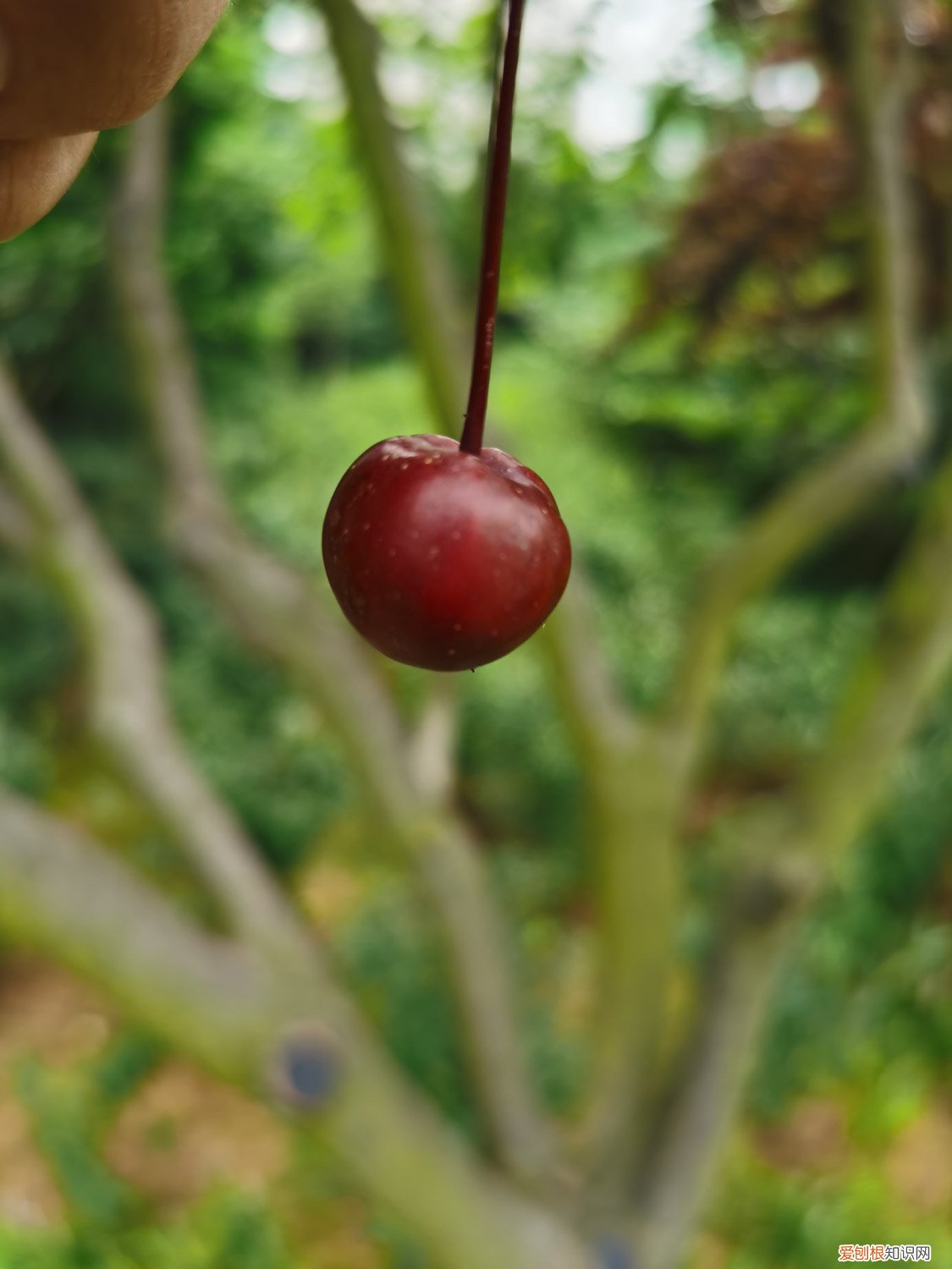 什么海棠适合室内栽种 海棠如何种植，冬季可以在室外吗