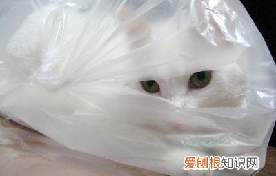 小猫为什么老是爱舔塑料袋 猫为什么突然喜欢舔塑料袋?