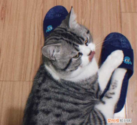 猫为什么喜欢把脚放在拖鞋里 猫为什么喜欢穿拖鞋