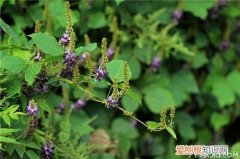 葛根花茶功效作用葛根花茶食用方法