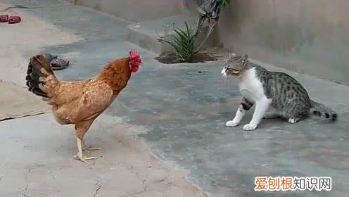 猫为什么打不过鸡 猫为什么怕公鸡呢