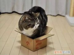 猫咪喜欢睡纸箱吗 猫为什么喜欢在纸箱子里睡觉不喜欢猫窝