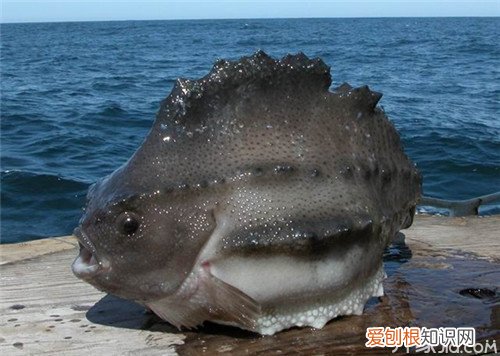 海参斑鱼多少钱一斤 海参斑鱼好不好