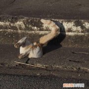 流浪猫为什么钻进下水道 有足够的安全感