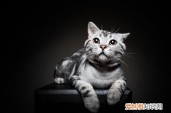 美短猫为什么养不胖 丰富猫咪的食物