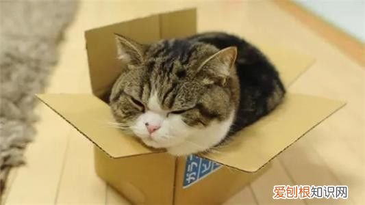 猫为什么喜欢往纸箱里钻进去 猫为什么喜欢进纸箱