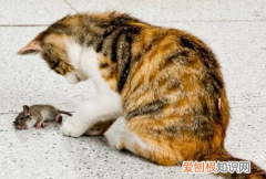 猫为什么抓住老鼠都要先玩 猫为什么抓到老鼠咬玩半天