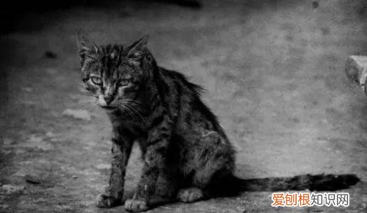 流浪猫为什么会要跟着人走 流浪猫为什么老找我