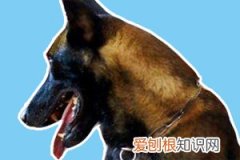 为什么德牧打不过马犬 德牧的身体素质比不上马犬