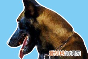 为什么德牧打不过马犬 德牧的身体素质比不上马犬