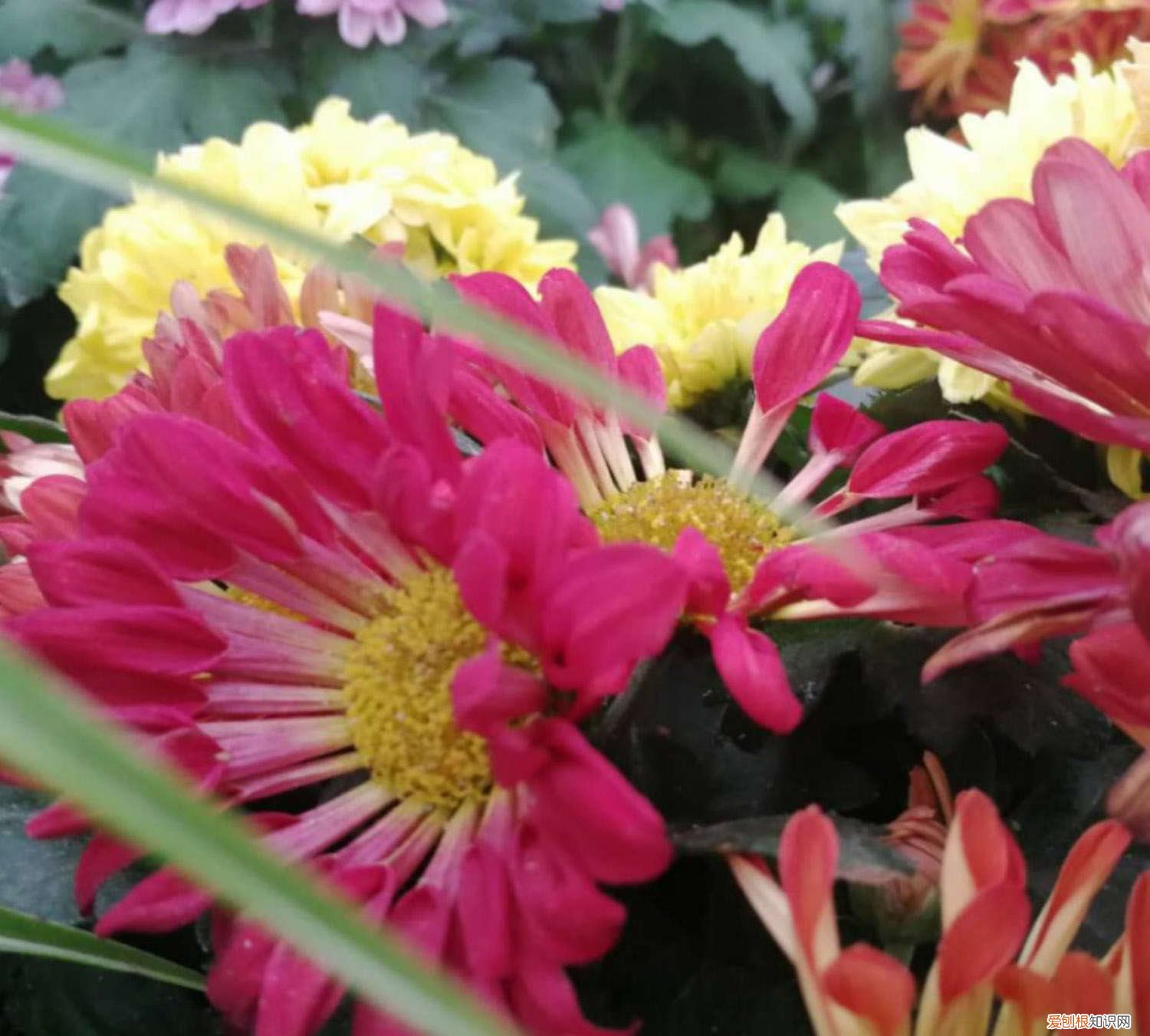 多头菊怎么扦插 多头菊扦插方法，冬天可以扦插吗