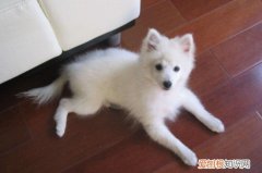 银狐犬为什么难认主 银狐犬不太好换主