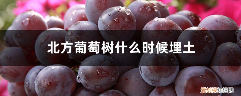 葡萄冬天怎么埋土 北方葡萄树什么时候埋土，怎样过冬
