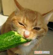 猫为什么怕黄瓜是真的吗 猫咪只是被人故意吓到