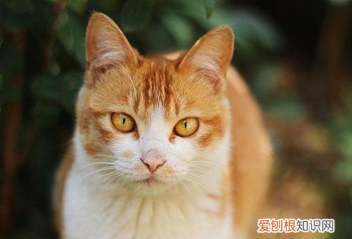 橘猫为什么特别爱掉毛 橘猫为什么掉毛那么厉害