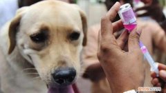 狗每年要打的是什么疫苗呢 狗每年要打的是什么疫苗